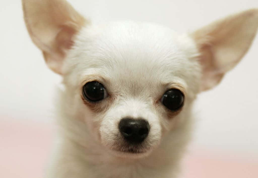 Uncarino Chihuahua Si Siede Sull'erba.