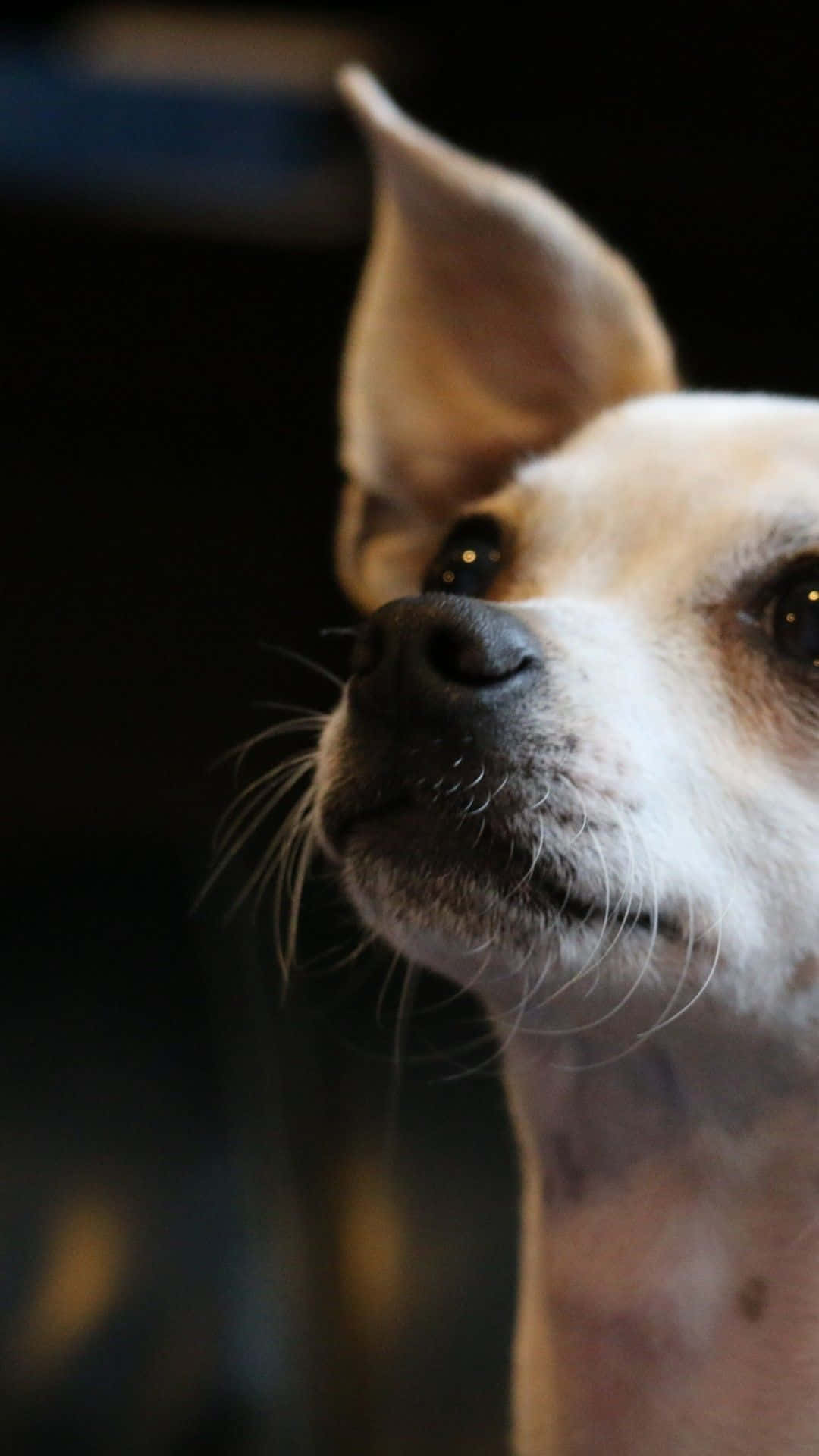 Disfrutandodel Sol - Un Chihuahua Se Deleita Al Sol