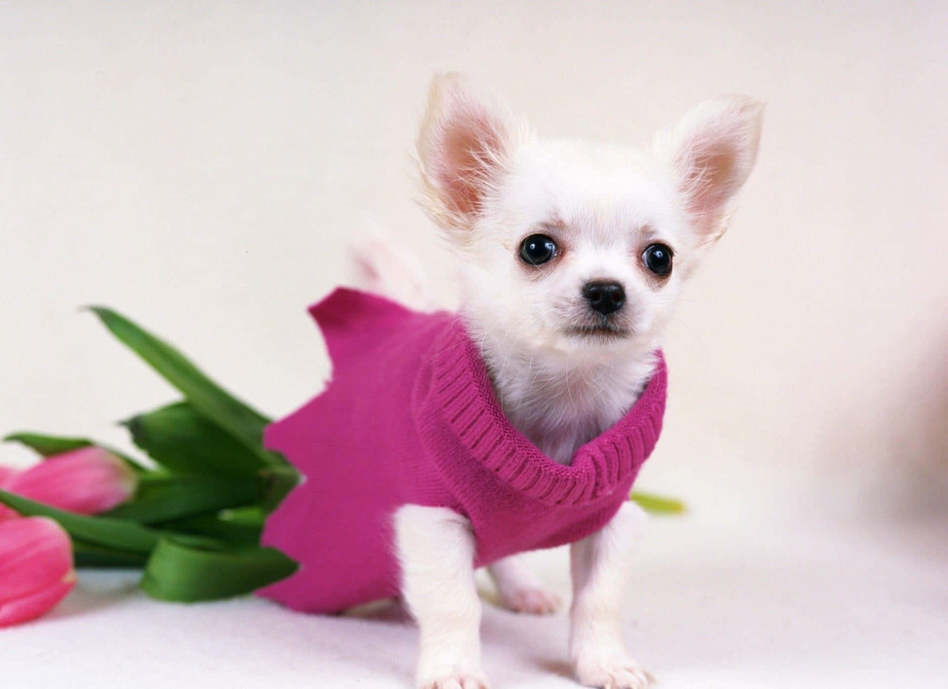 Adorabilecucciolo Di Chihuahua