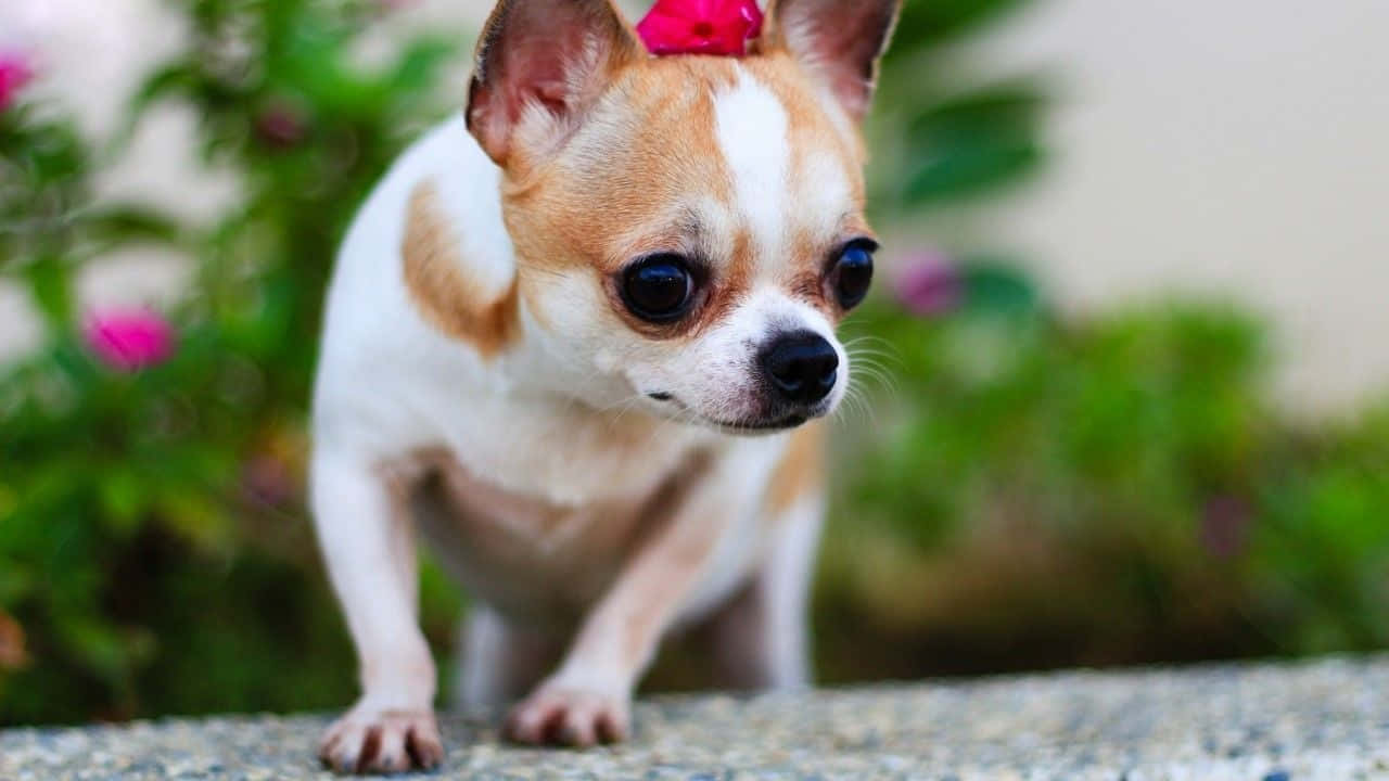 "This Adorable Chihuahua Will Make Your Day"