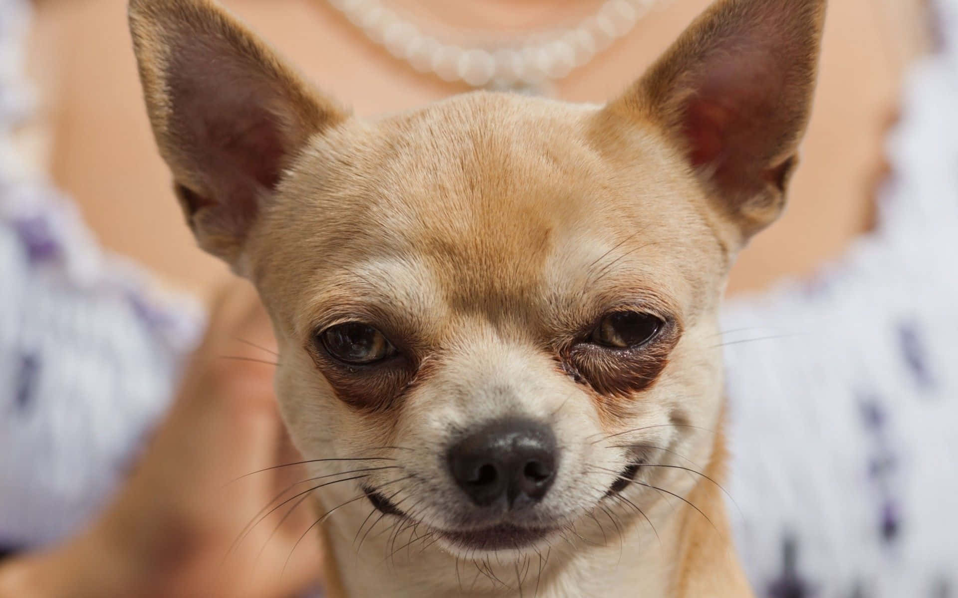 Chihuahua enjoying the sunny weather