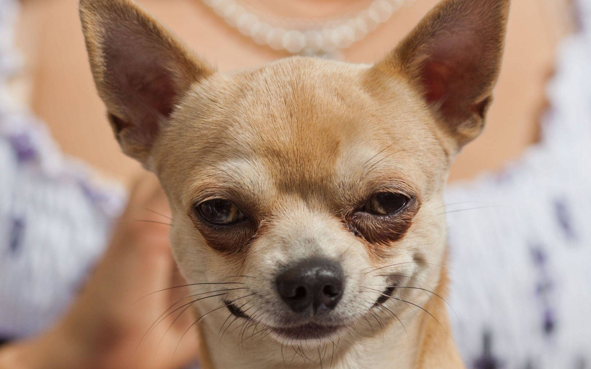 Chihuahua Derpy Dog