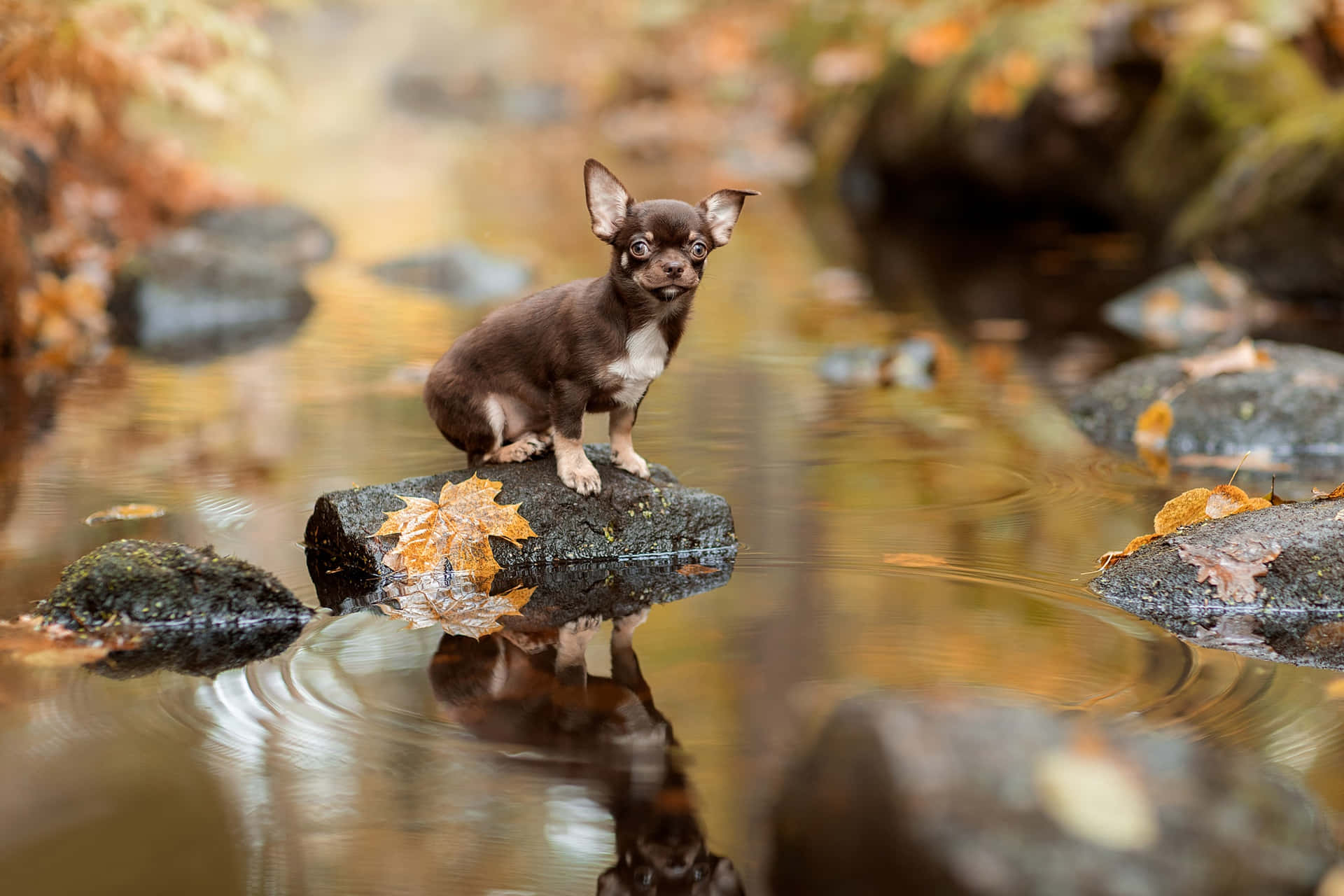 Chihuahua Dog Autumn Season Wallpaper