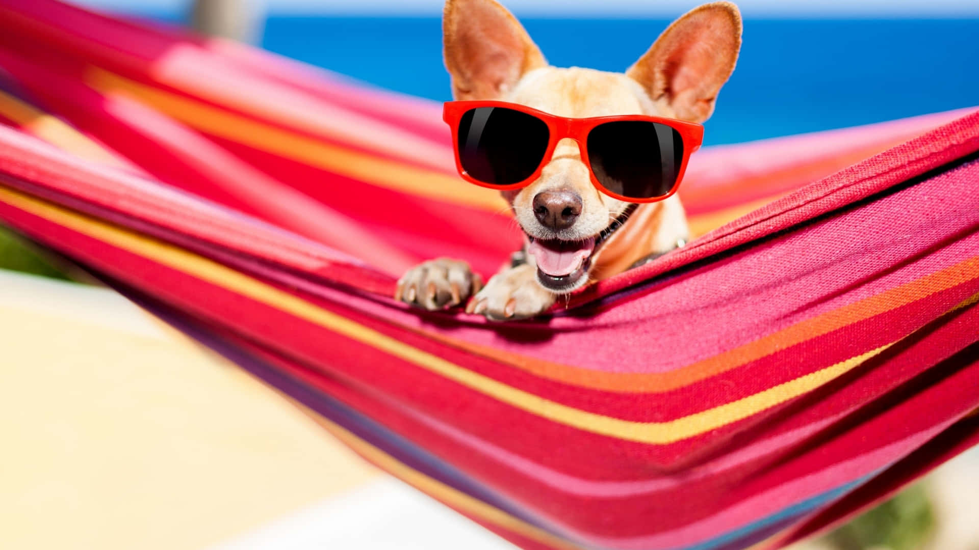 Chihuahuahund Genießt Den Sommer Wallpaper