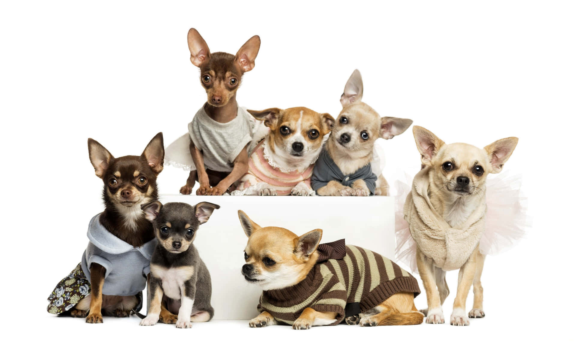 Chihuahuahundefamilie Mit Kleidung. Wallpaper