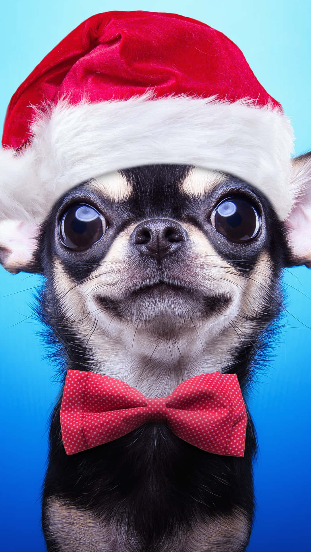 Chihuahua Dog In Christmas Hat Wallpaper