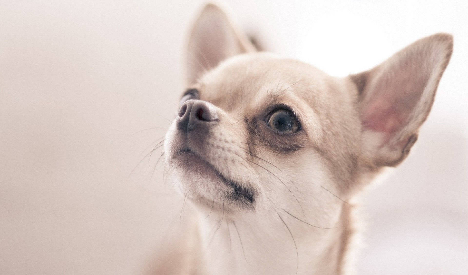 Chihuahua Dog Photoshoot