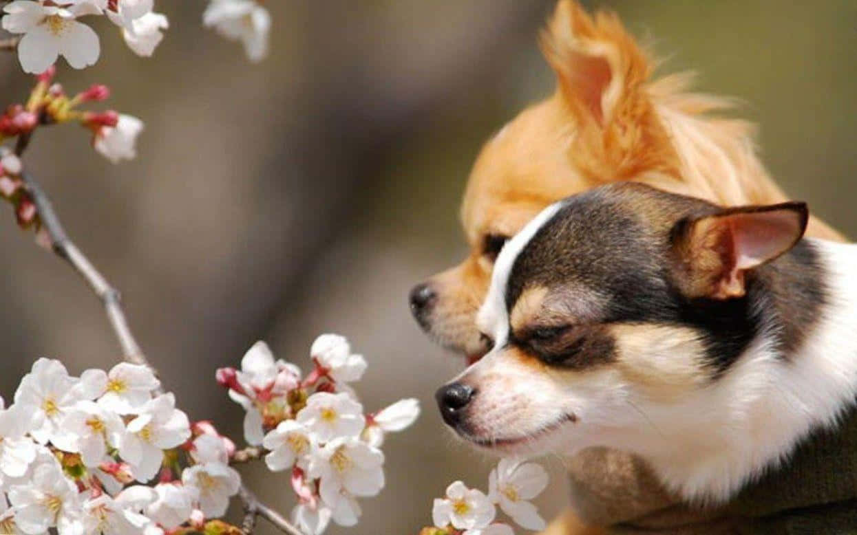 Conocea Chucho, Un Lindo Chihuahua Que Adora Los Paseos Largos Y Los Mimos.