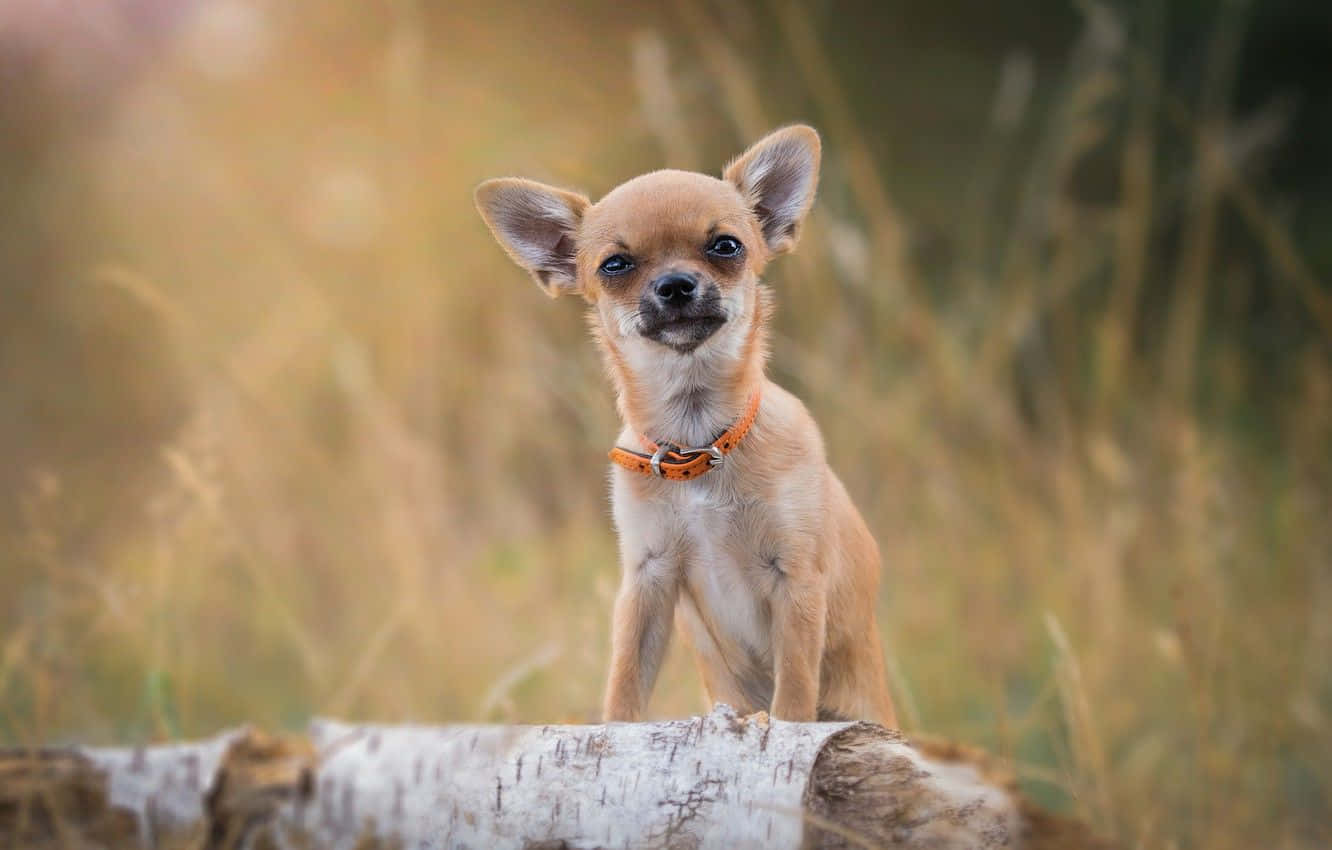 A Chihuahua Dog Sitting Ouside Looking to the Distance