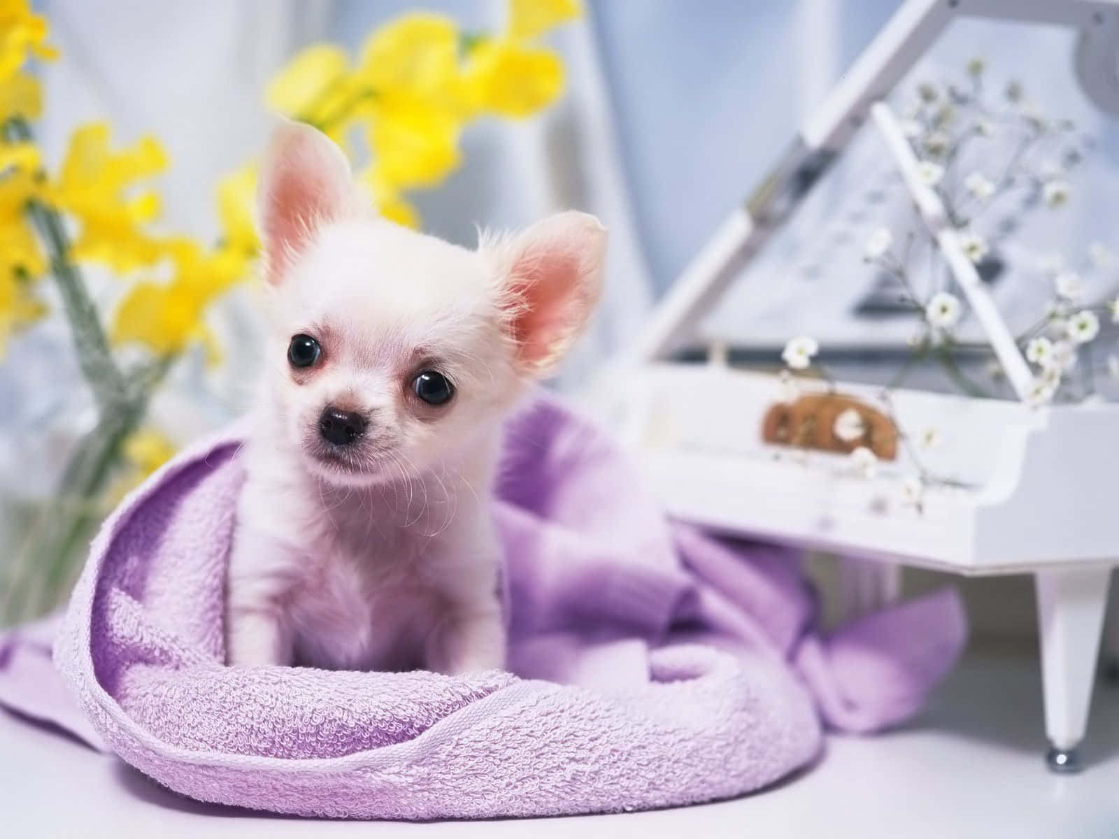 Dennabedårande Chihuahua-hund Är Bortskämd Med Valmöjligheter När Det Gäller Dator- Eller Mobiltelefonbakgrunder.