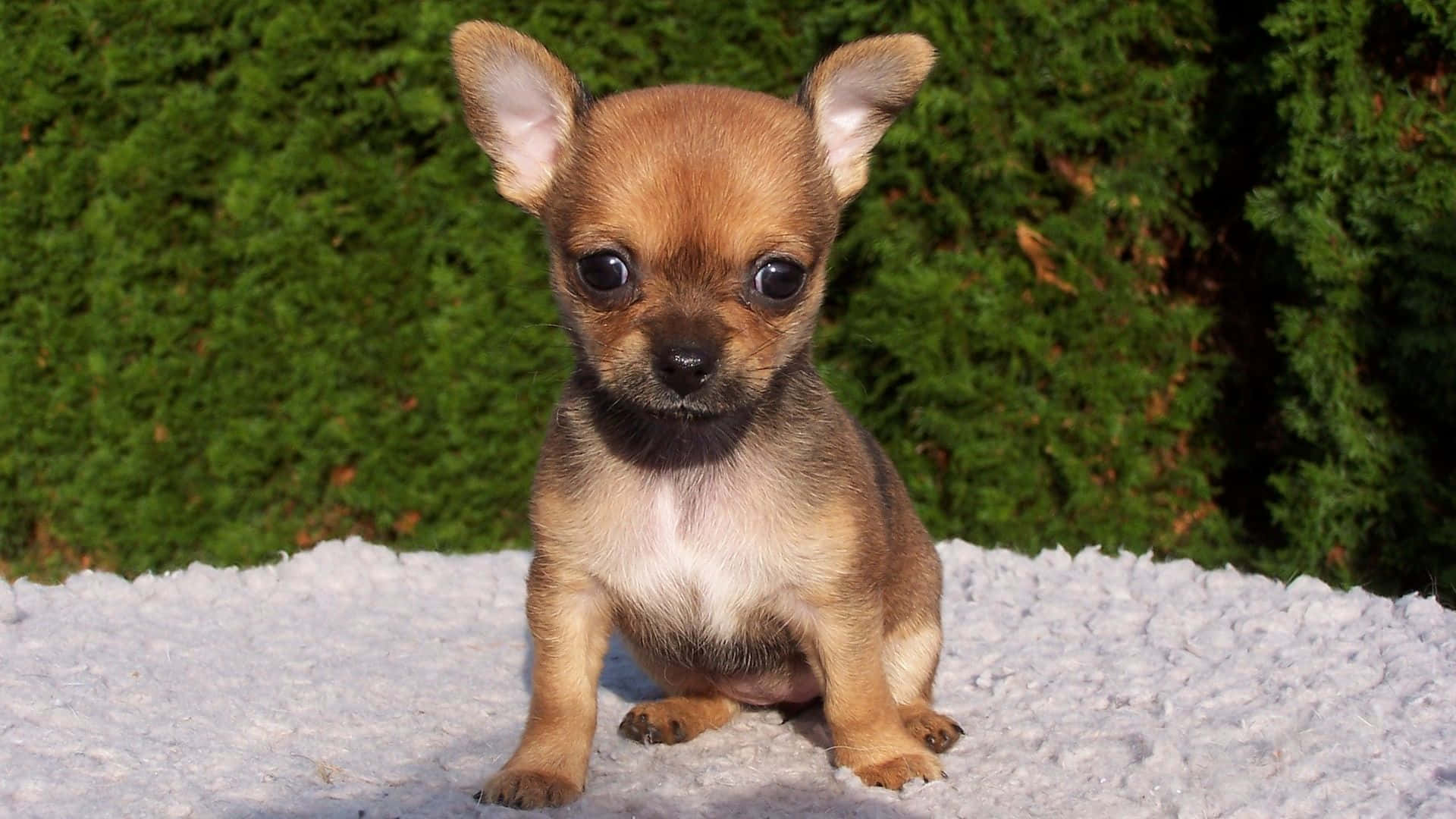 “A Cheeky Chihuahua Dog”
