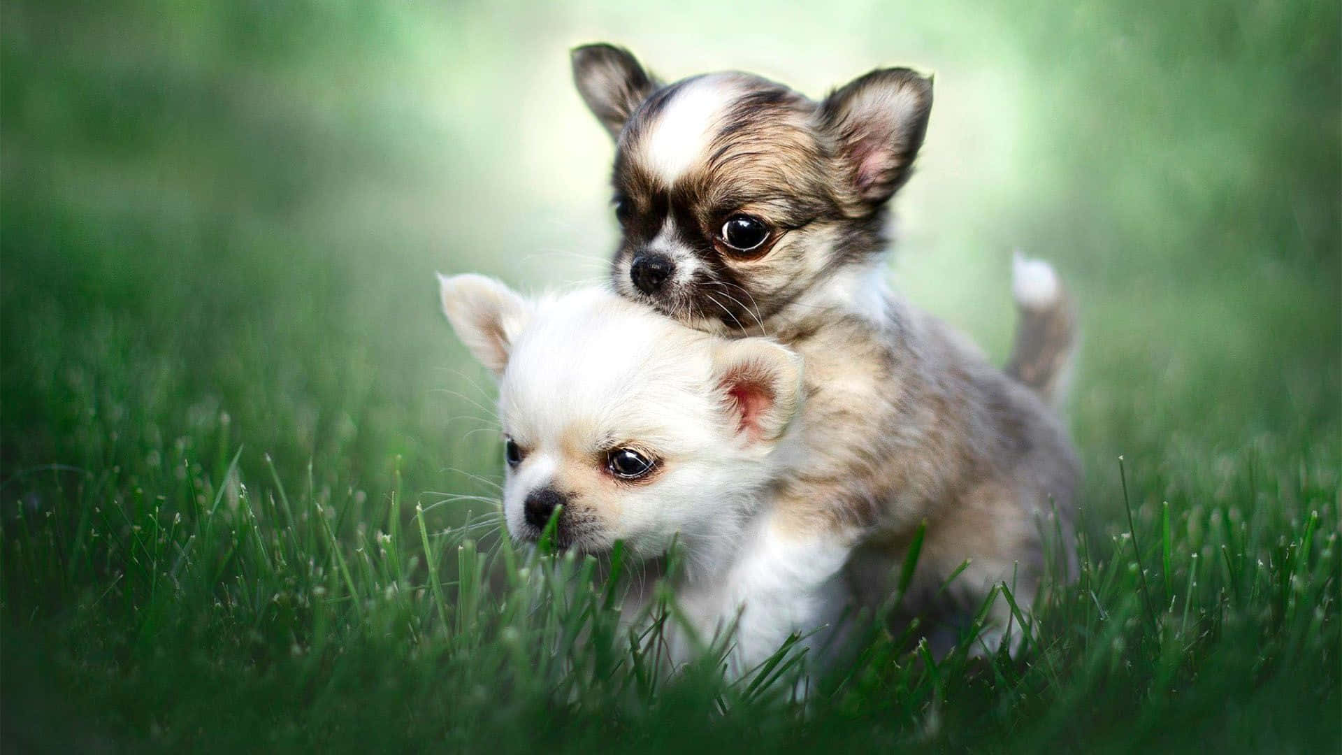 Sötoch Kärleksfull Chihuahua-hund.