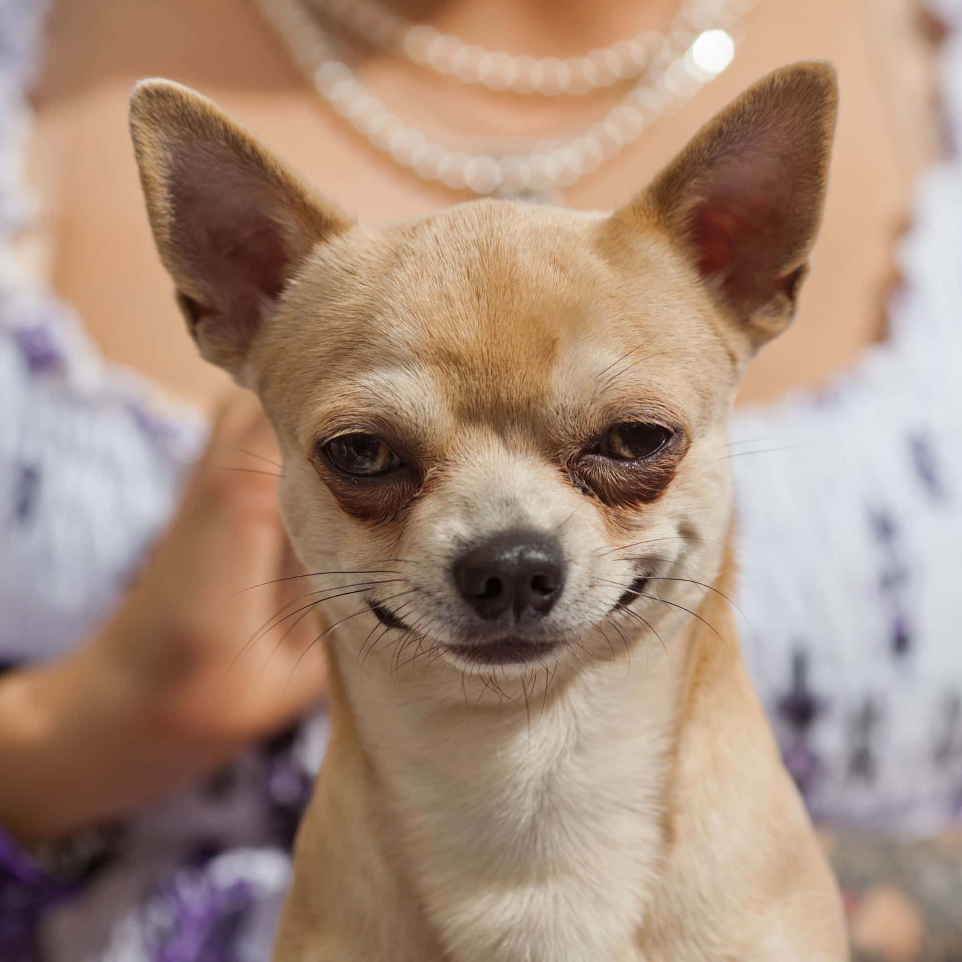 Unperro Chihuahua Con Un Encantador Lazo Floral.
