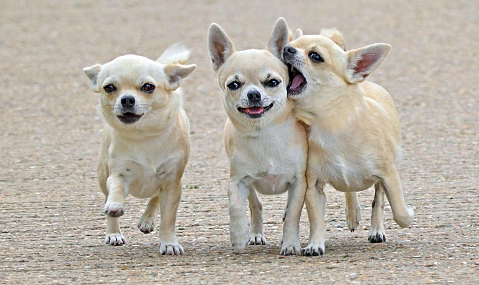 Lindoy Curioso Cachorro Chihuahua