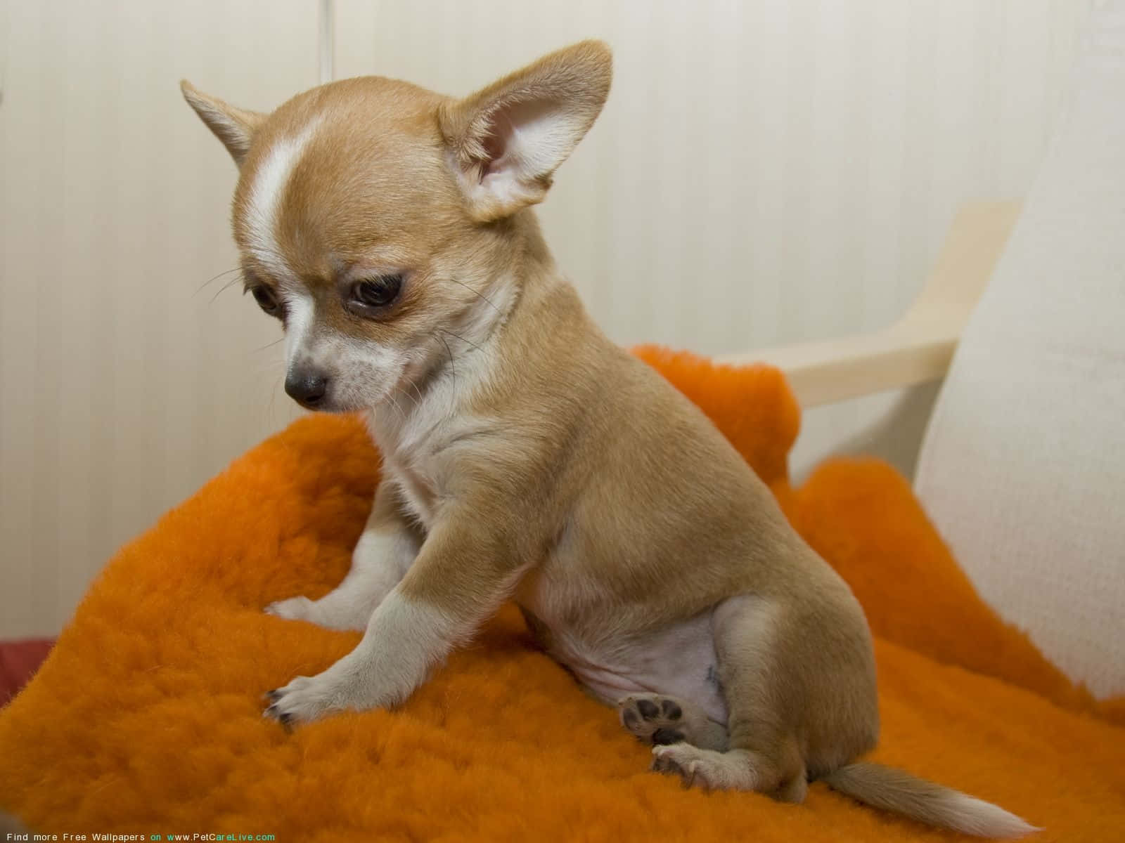 Cachorrode Perro Chihuahua Adorable