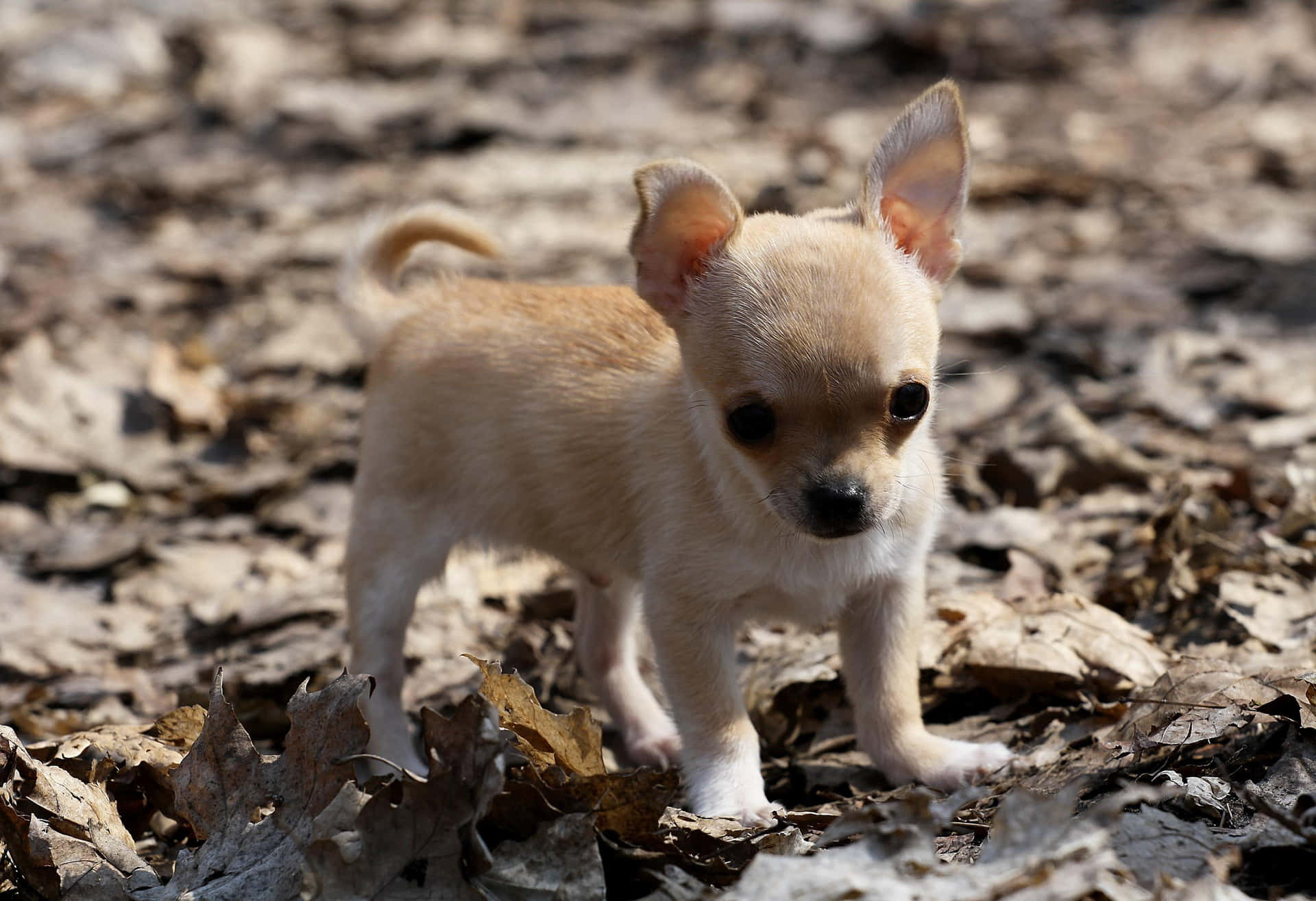A Chihuahua Showing Its Unique Style and Playfulness