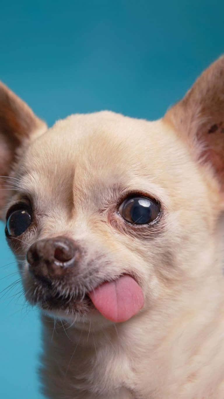 Encantadorperro Chihuahua Paseando Por El Césped.