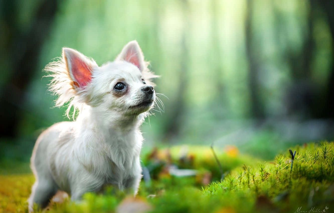 Sweet Little Chihuahua
