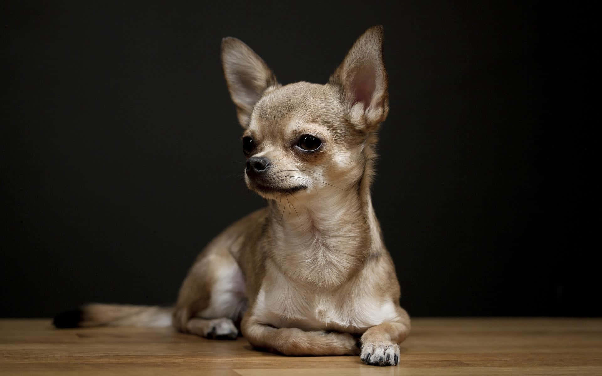 Adorable Chihuahua pup enjoying a lap