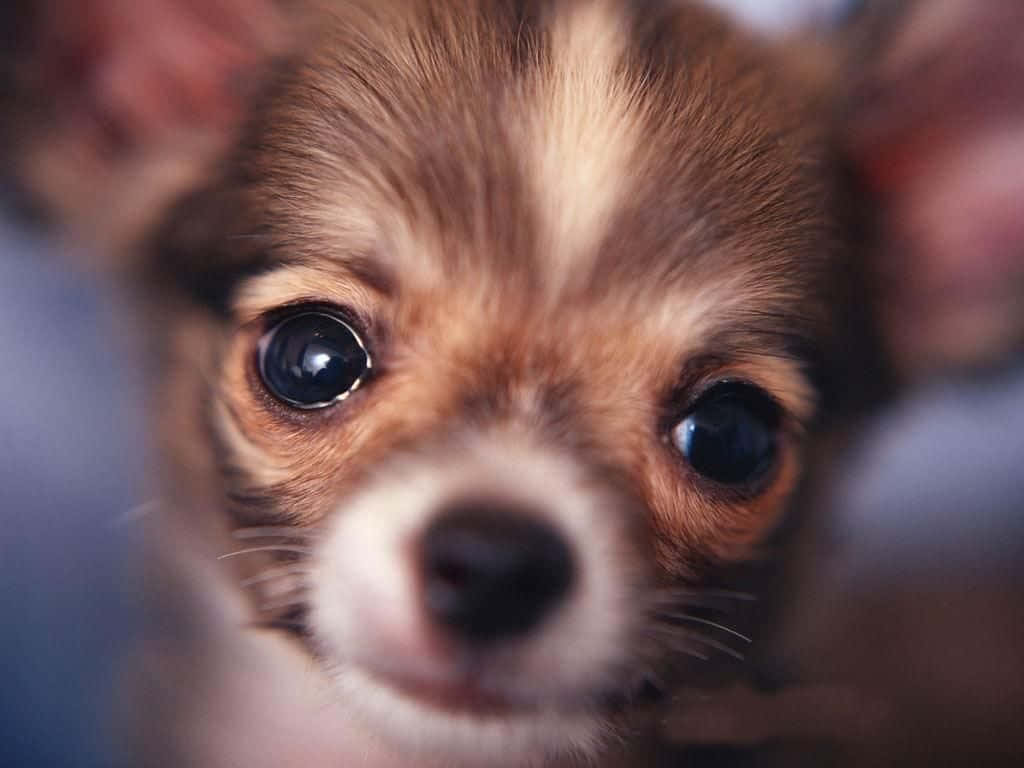 A Chihuahua Dog Enjoys the Sunshine