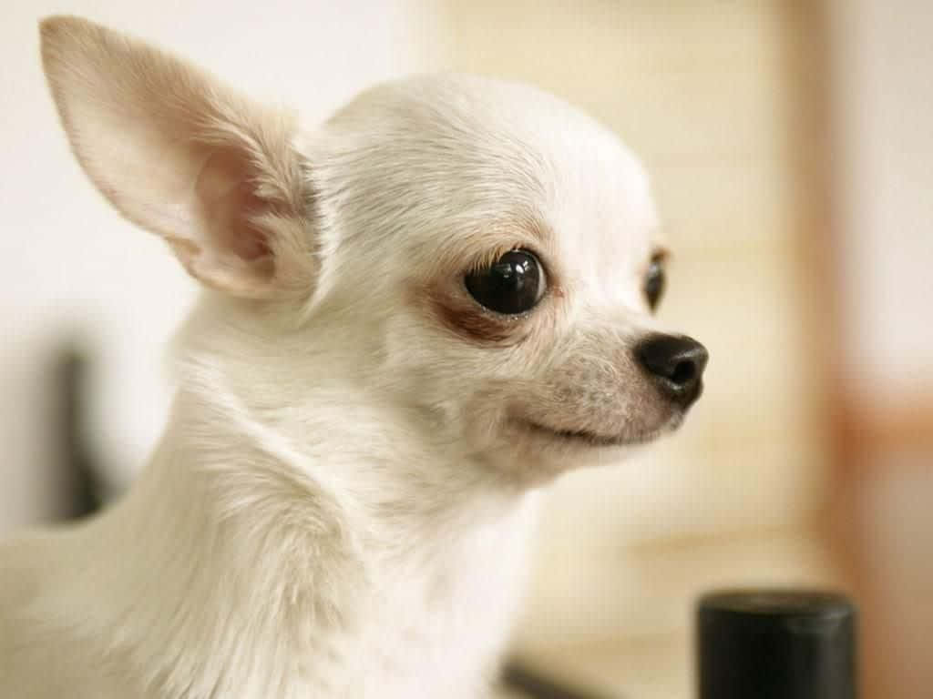 Adorable Chihuahua Dog Offering Puppy Eyes