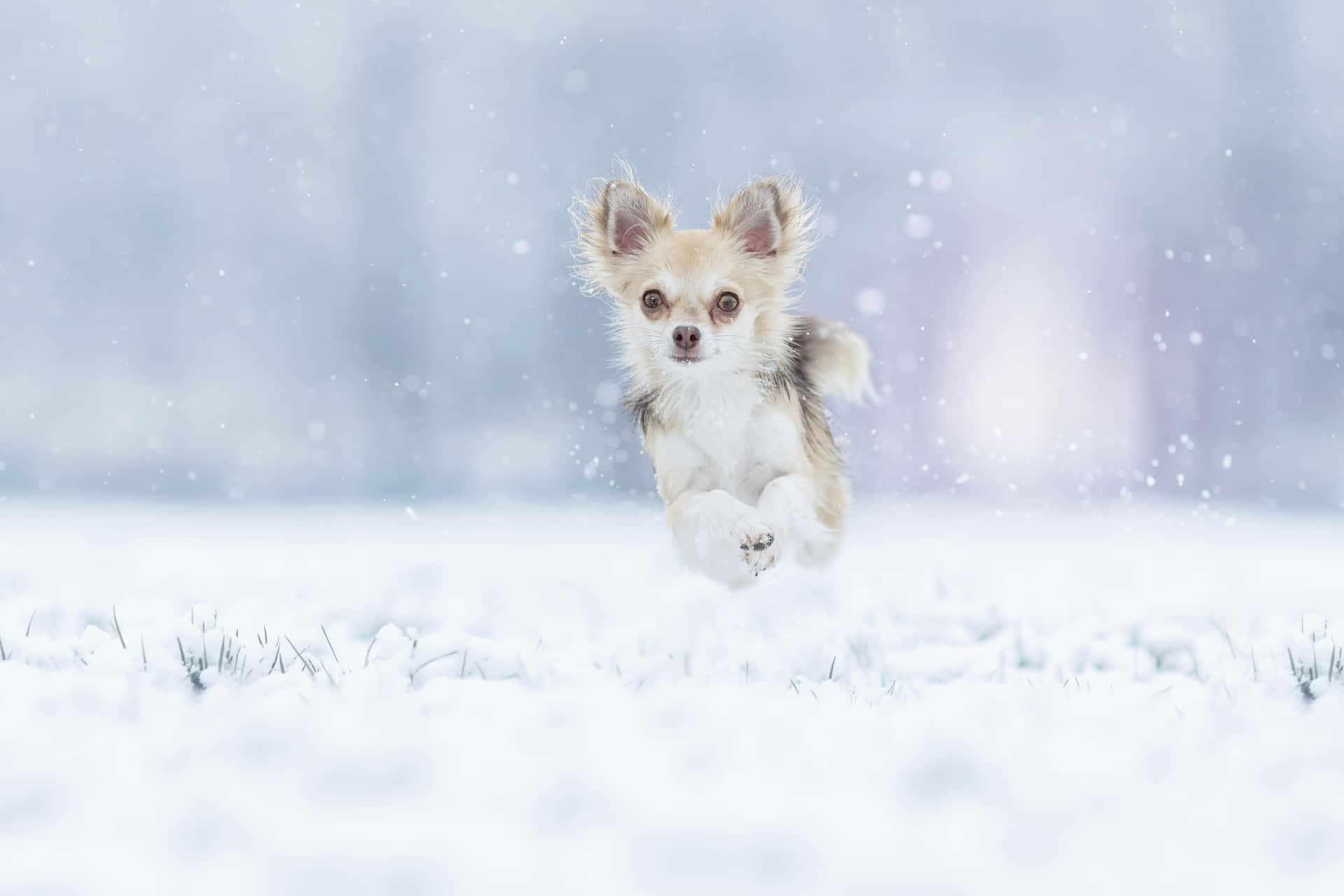 Chihuahua Hund Løber På Snefyldt Hegn Wallpaper