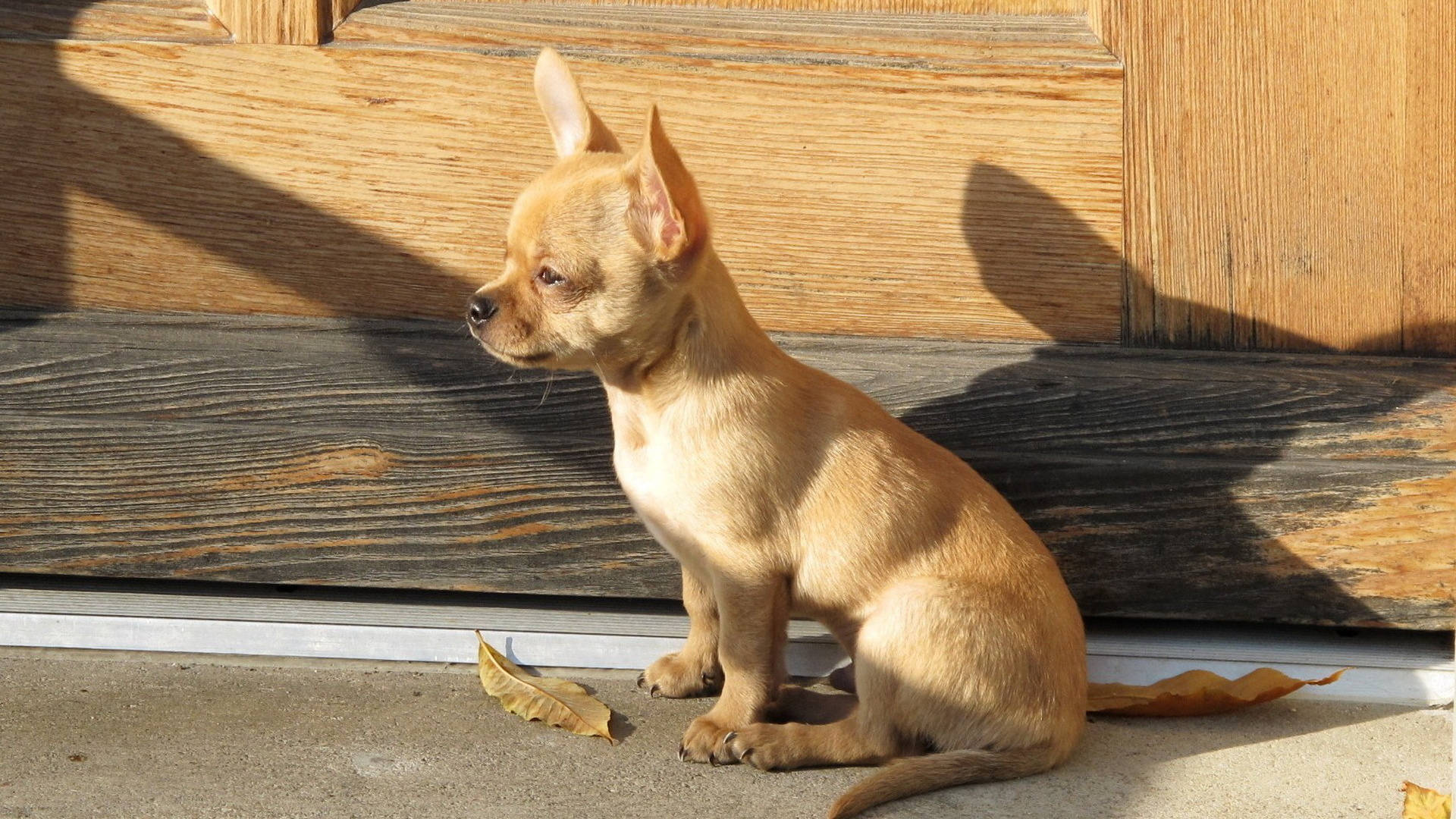 Chihuahua Dog Sitting Outside Wallpaper