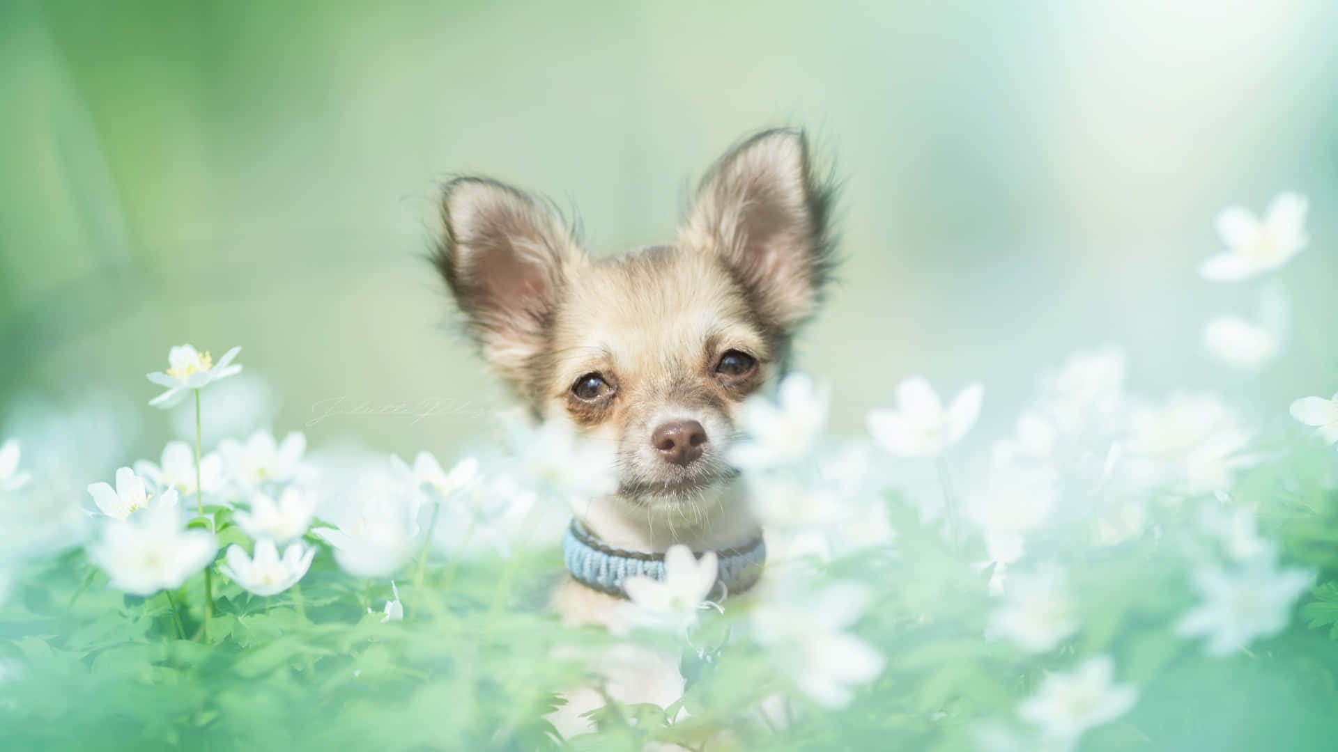 Chihuahua Hund Med Hvide Blomster Wallpaper