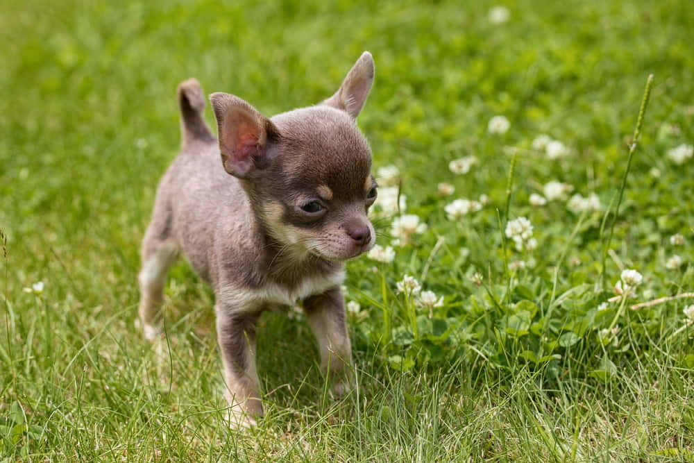 Adorable Chihuahua Dog Posing for Camera