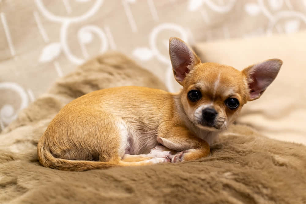 Cute Little Chihuahua Dogs Picture
