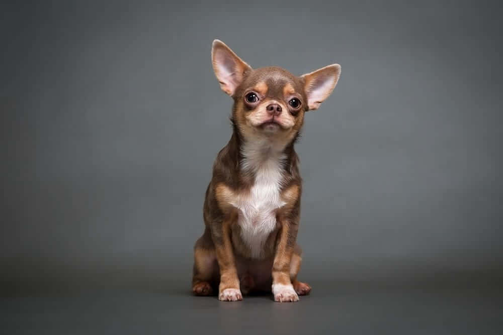 Brown Chihuahua Dogs Sitting Picture