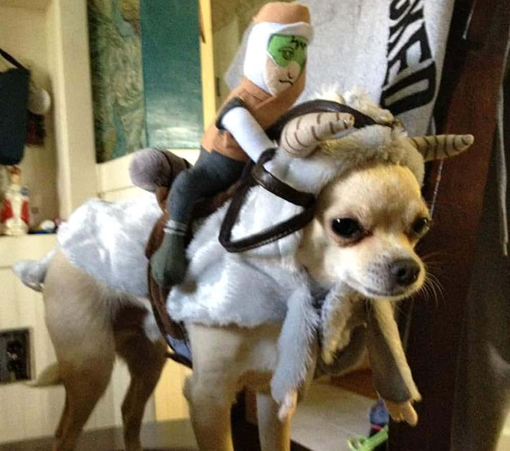 Chihuahua Dogs With Cowboy Stuffed Toy Picture