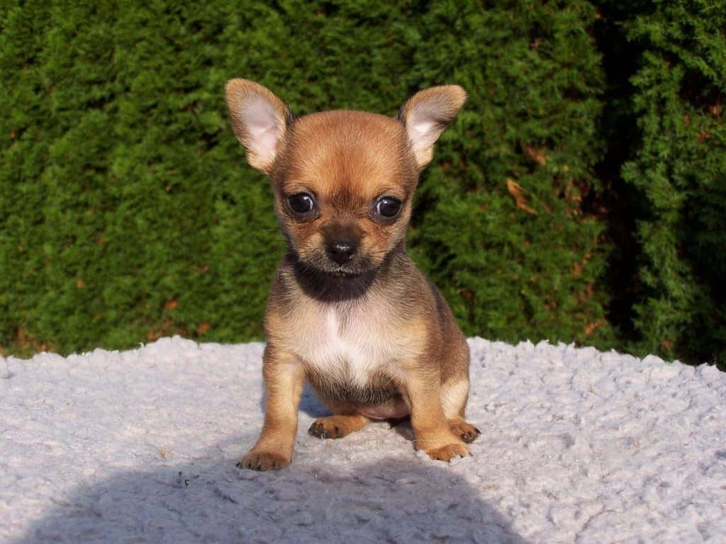 Brown Chihuahua Dogs Puppy Picture