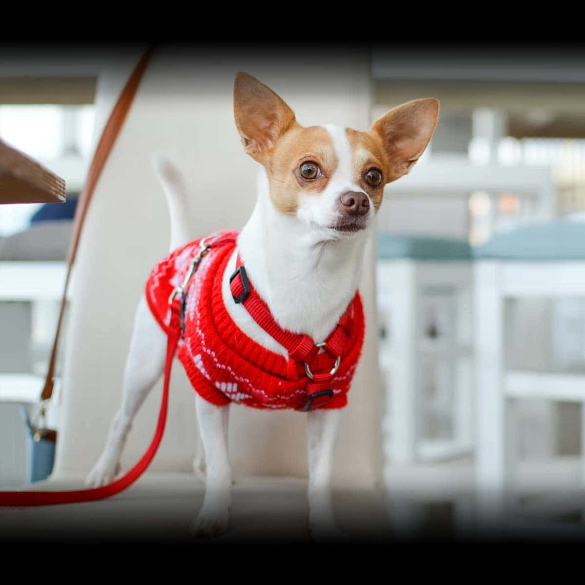 Chihuahua Dogs With Red Leash Picture
