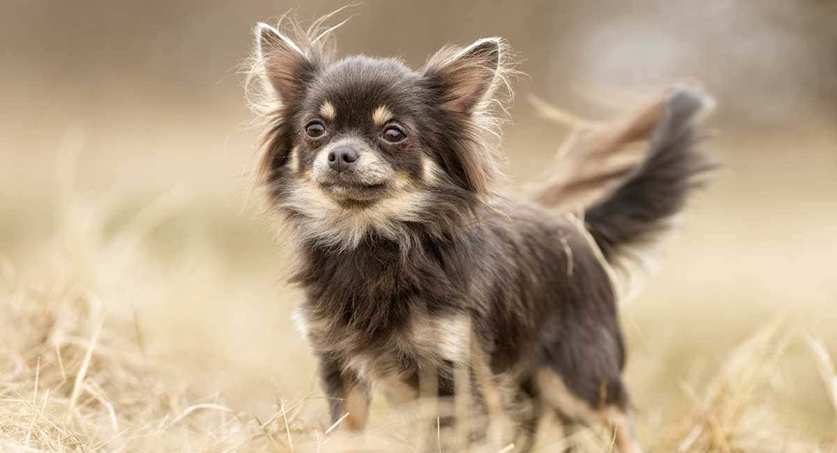 Bildav Långhåriga Chihuahua-hundar