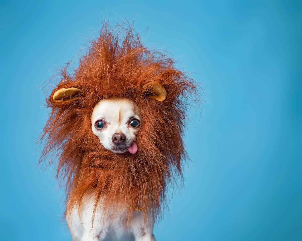 Chihuahua Dogs Lion Costume Picture