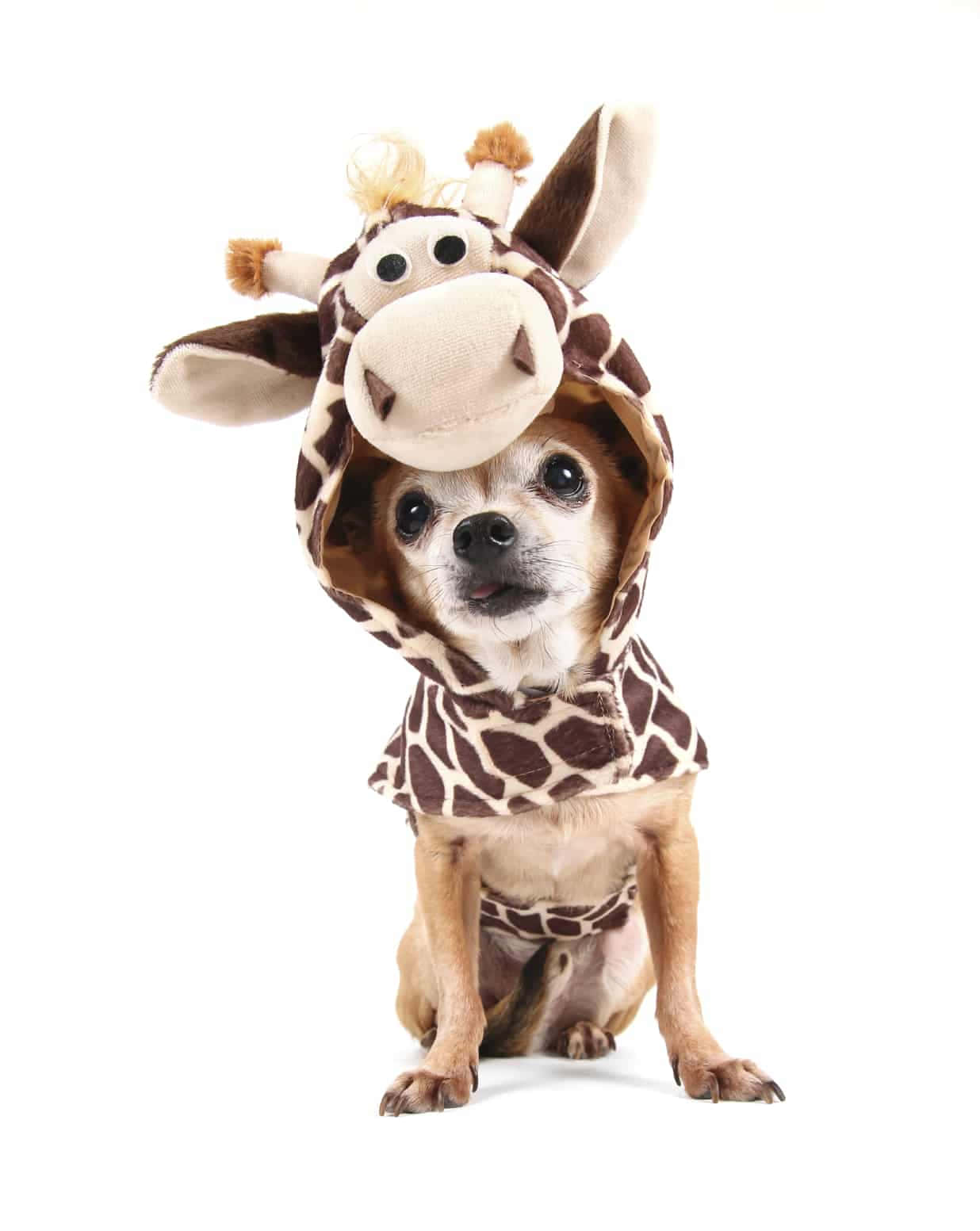 Chihuahuahundar Giraff Dräkt Bild