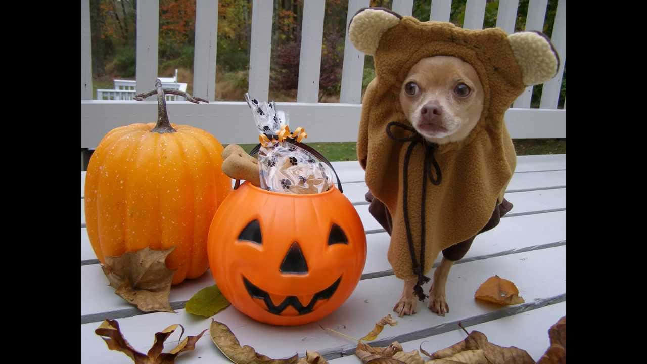 Immaginedi Cani Chihuahua Con Zucca Di Halloween
