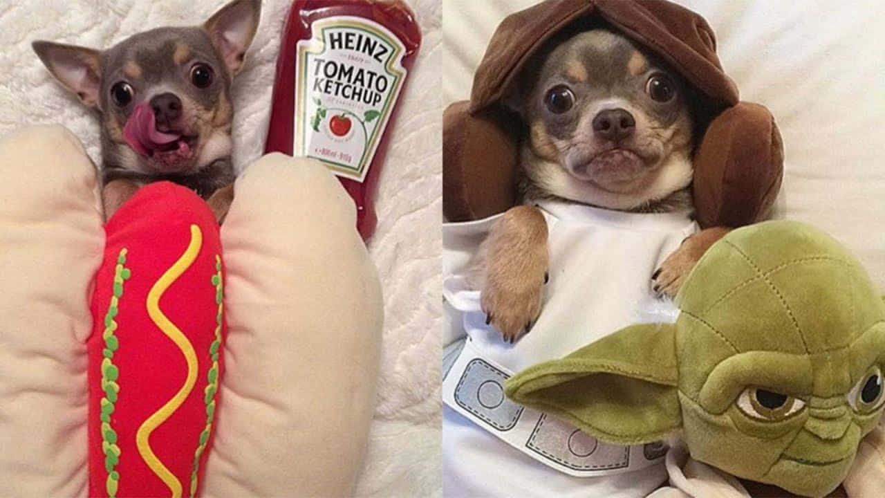 Chihuahua Dogs Hotdog And Yoda Picture