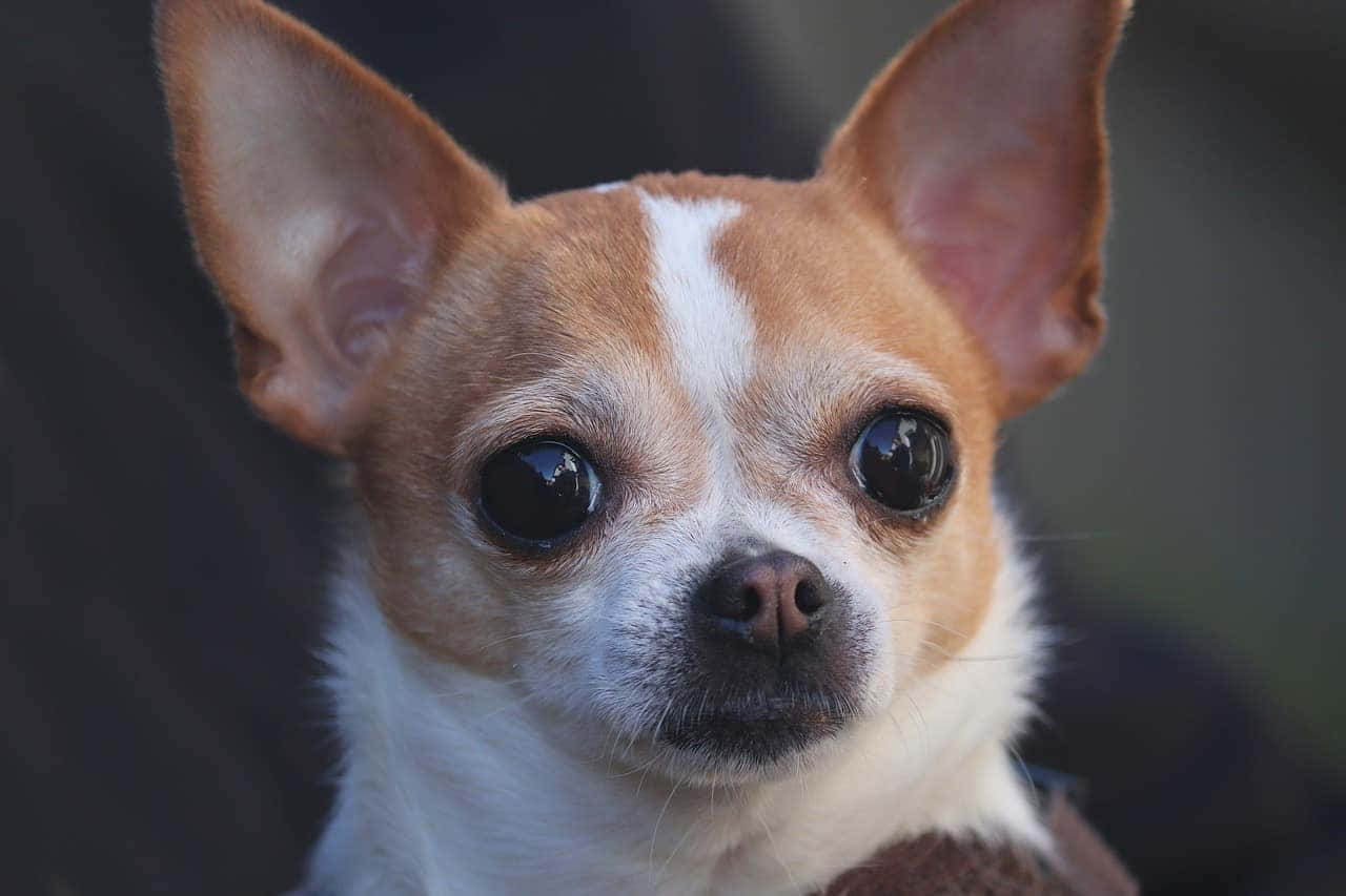 Cute Chihuahua Dogs Close Up Picture