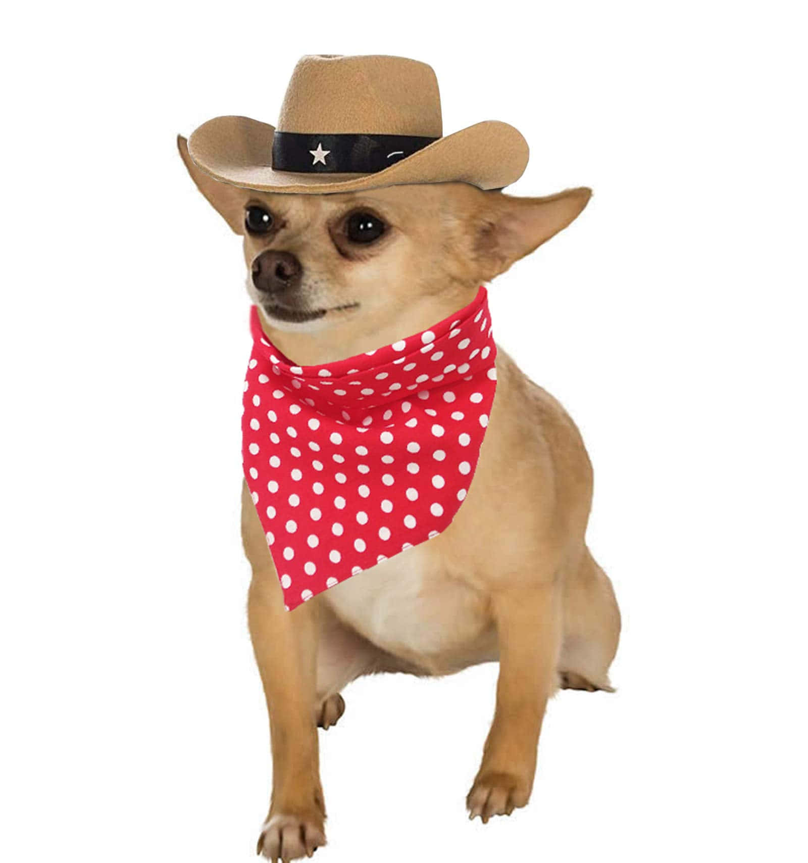 Cowboy Chihuahua Dogs On White Picture