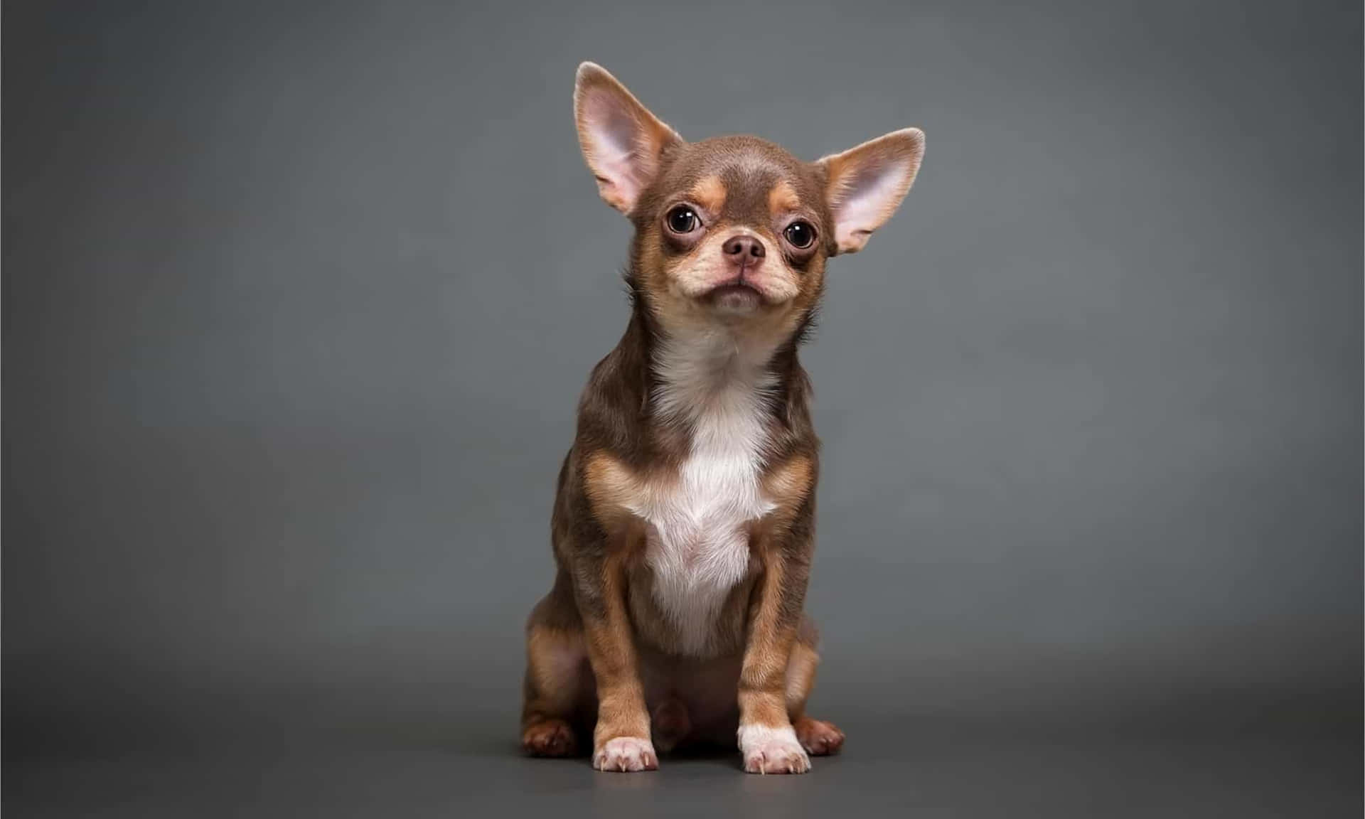 Brown Chihuahua Dogs Desktop Picture