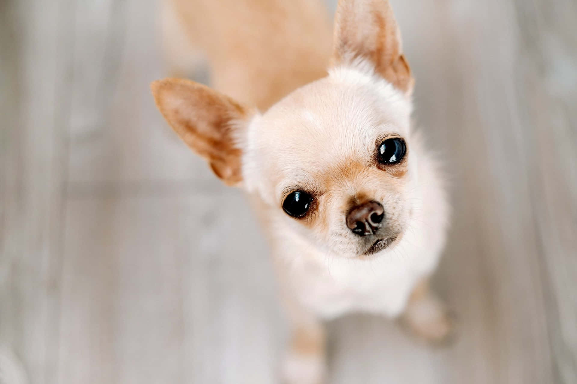 Chihuahua Dogs Innocent Face Picture