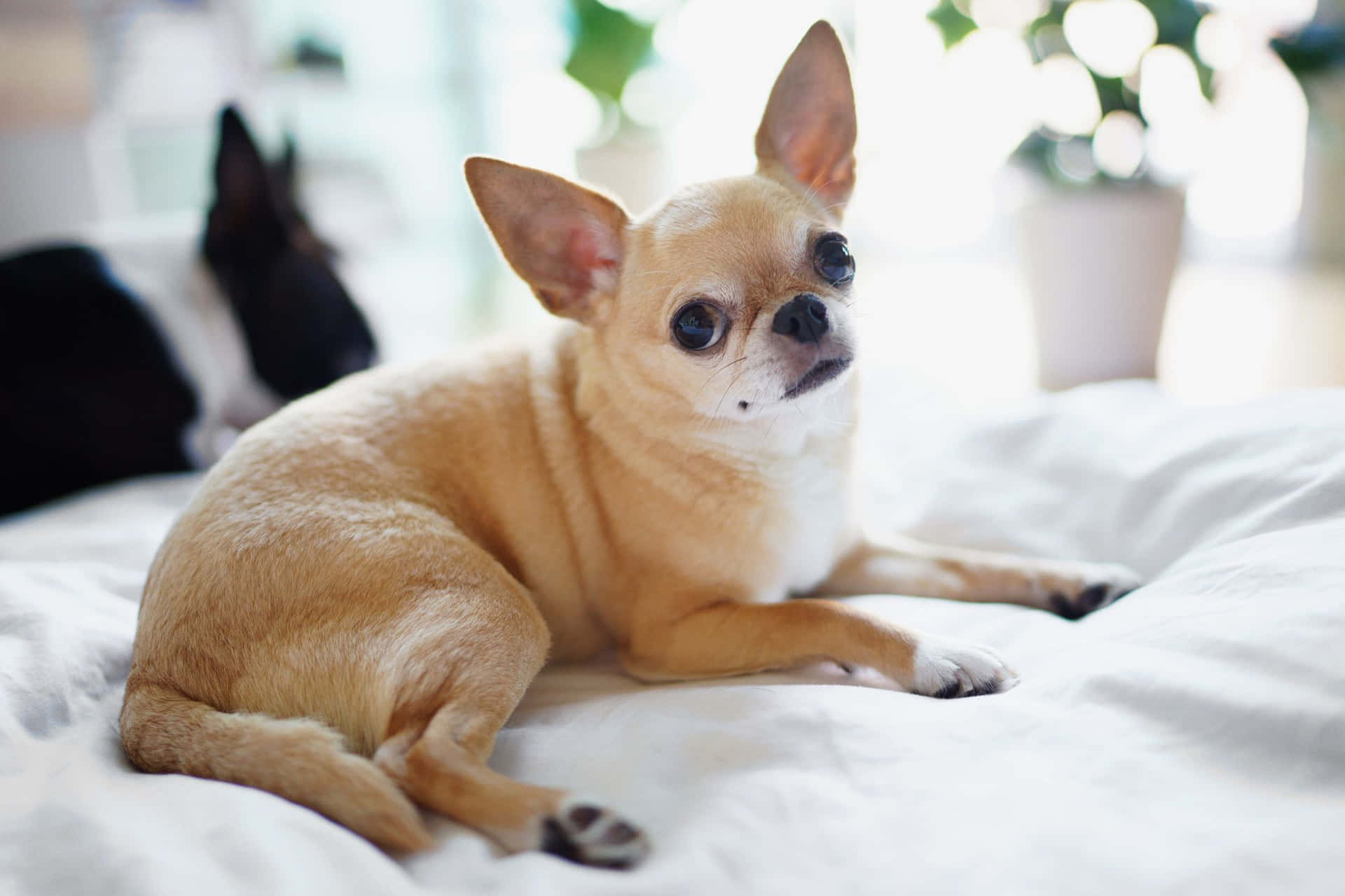 Chihuahua Dogs On White Pillow Picture