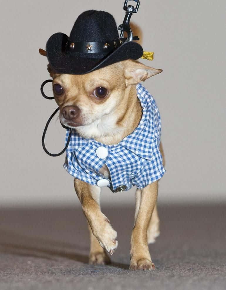 Fotodi Adorabili Cani Chihuahua Cowboy