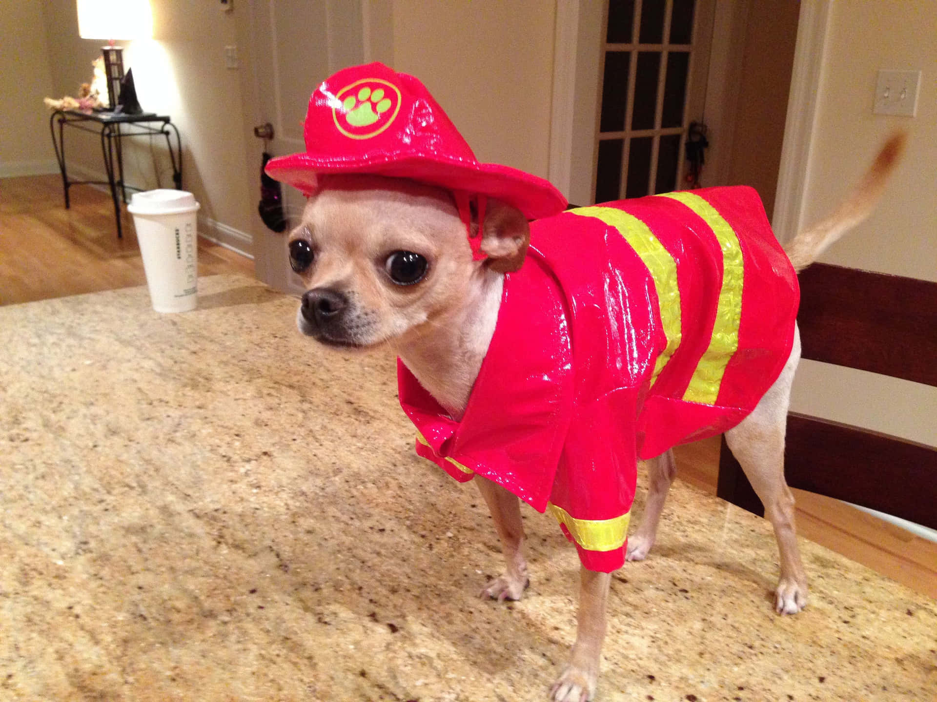 Cute Fireman Chihuahua Dogs Picture