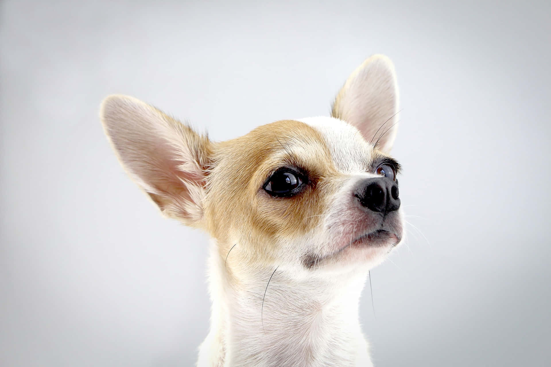 Carinoimmagine Della Testa Di Un Cane Chihuahua