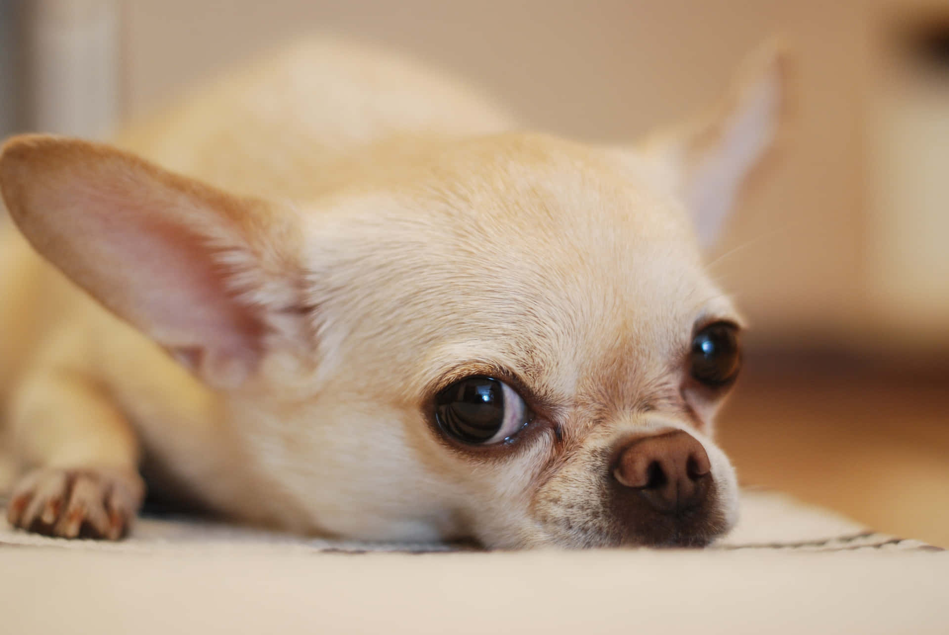 Bored Chihuahua Dogs Close Up Picture