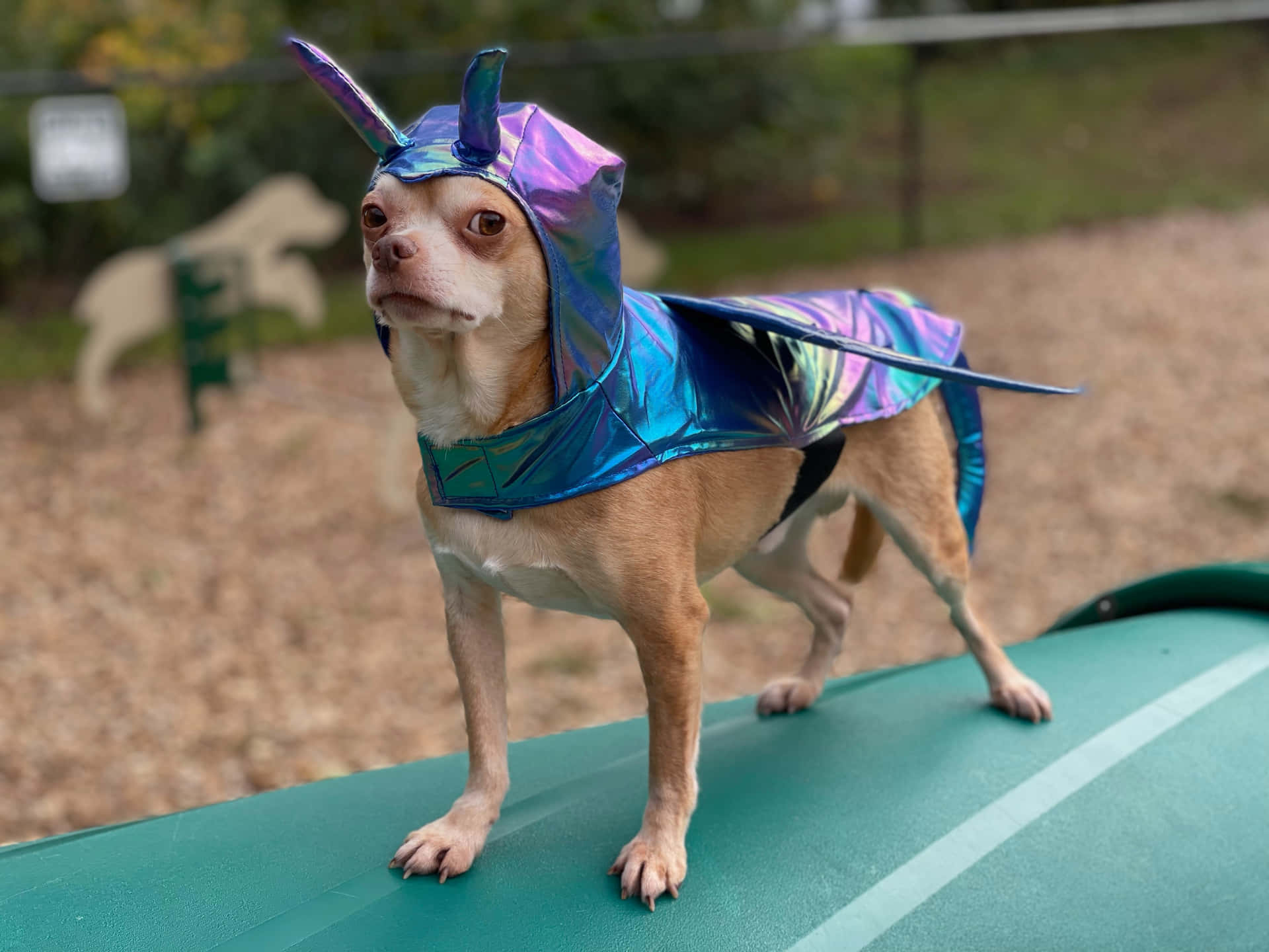 Chihuahuahundar I Glänsande Klädselbild
