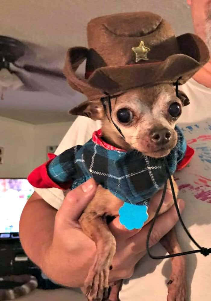 Sheriff Chihuahua Dogs Picture